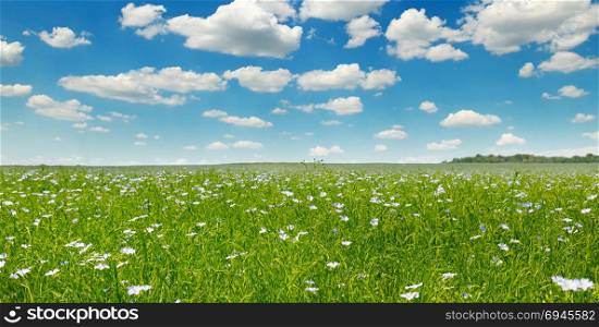 Fields with flowering flax and blue sky. Wide photo. Spring agricultural landscape.