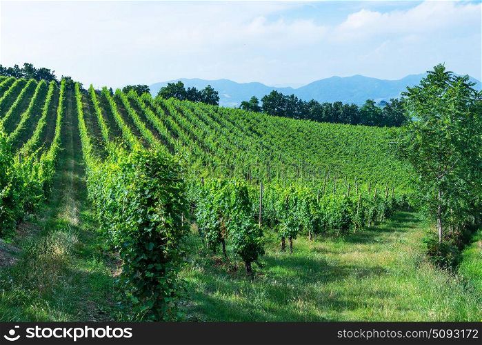 Fields with vineyards, Italian landscape in Tuscany