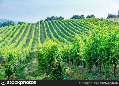 Fields with vineyards, Italian landscape in Tuscany