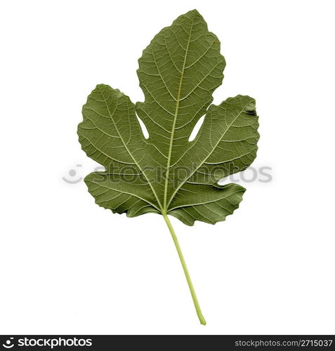 Fig leaf. Fig tree leaf - isolated over white background - back side