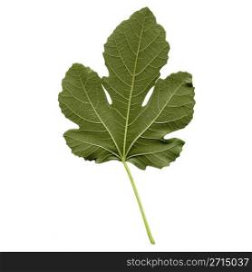 Fig leaf. Fig tree leaf - isolated over white background - back side