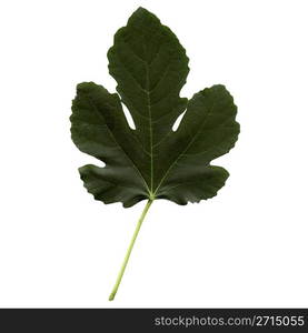 Fig leaf. Fig tree leaf - isolated over white background - front side