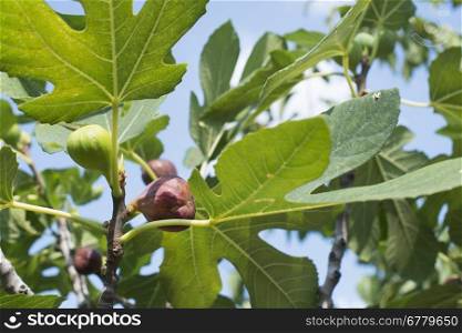 Fig on fig tree between the leaves