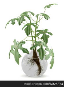 fig plant in glass vase isolated on white background