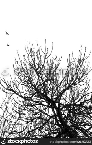 Fig tree branches and flying birds. Black and white.