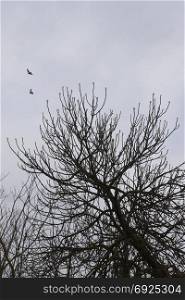 Fig tree branches and flying birds under overcast april sky.