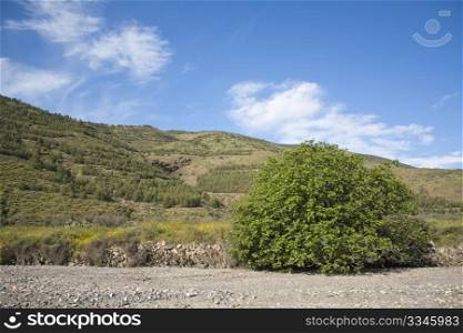 Fig tree in its natural environment with hills on the background full of pine trees and blue sky with white clouds.