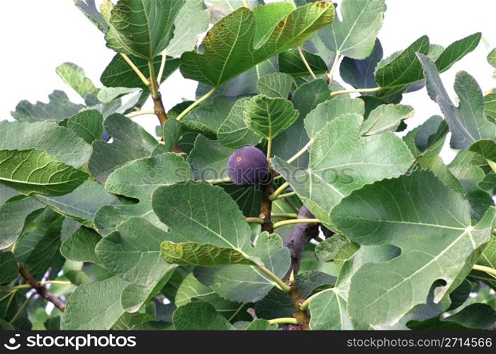 Fig tree isolated in white