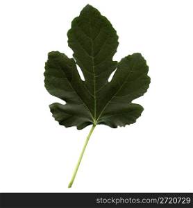 Fig tree leaf - isolated over white background - front side