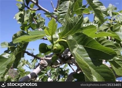 fig tree with green figs on a blue sky background. fig tree detail