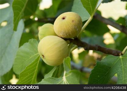 Fig tree with green leaves and soft background