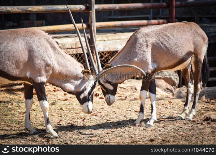 Fight battle gemsbok antelope / Oryx gazella animals wildlife south africa