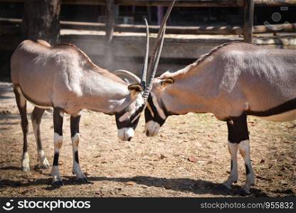 Fight battle gemsbok antelope / Oryx gazella animals wildlife south africa
