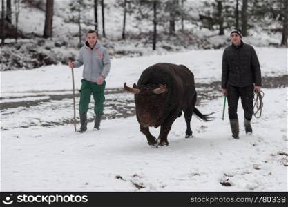 Fighter Bull whispers, trainers crew of fighter bull on a snowy winter day in a forest meadow and preparing him for a fight in the arena. Bullfighting concept. Selective focus. High-quality photo. Fighter Bull whispers, A man who training a bull on a snowy winter day in a forest meadow and preparing him for a fight in the arena. Bullfighting concept.