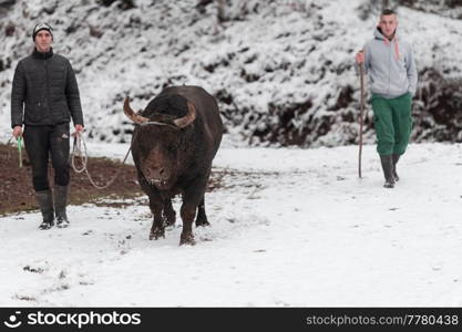 Fighter Bull whispers, trainers crew of fighter bull on a snowy winter day in a forest meadow and preparing him for a fight in the arena. Bullfighting concept. Selective focus. High-quality photo. Fighter Bull whispers, A man who training a bull on a snowy winter day in a forest meadow and preparing him for a fight in the arena. Bullfighting concept.
