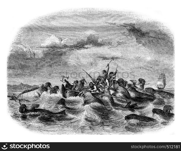 Fighting against sailors walruses, vintage engraved illustration. Magasin Pittoresque 1843.