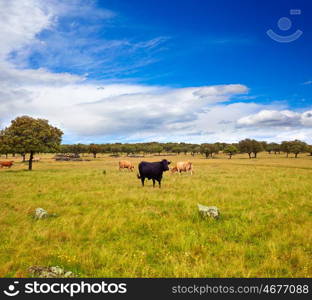 fighting bull grazing in Extremadura dehesa grasslands along Via de la Plata way of Spain