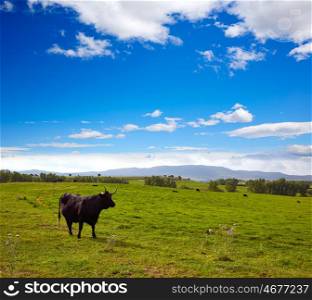 fighting bull grazing in Extremadura dehesa grasslands along Via de la Plata way of Spain