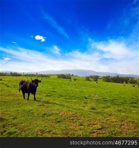 fighting bull grazing in Extremadura dehesa grasslands along Via de la Plata way of Spain