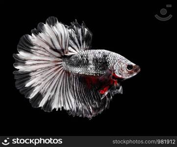 Fighting fish, beautiful fish, beautiful color fighting fish Siam, black background