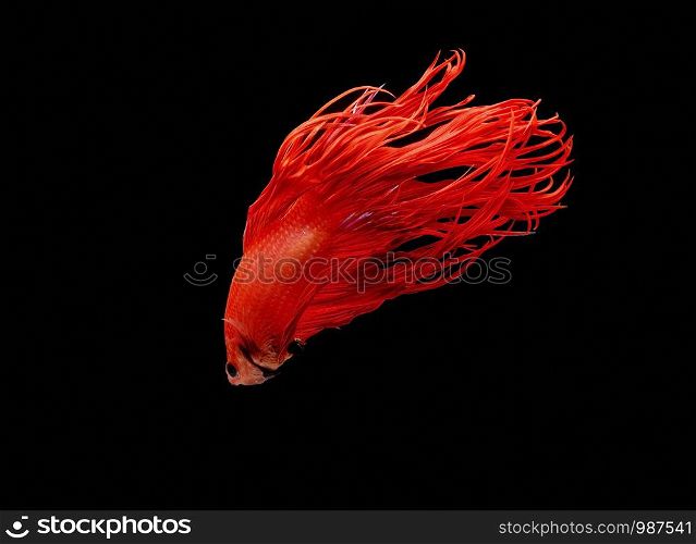 Fighting fish, red fish on a black background, color Siamese fighting fish Halfmoon Betta..