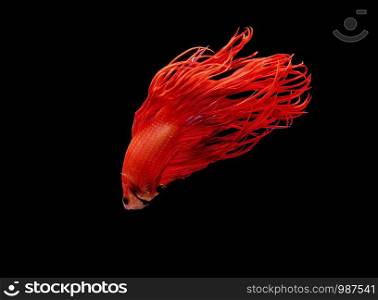 Fighting fish, red fish on a black background, color Siamese fighting fish Halfmoon Betta..