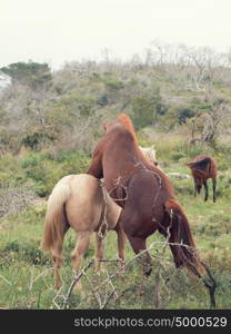 fighting half- wild stallions.liberty. Israel