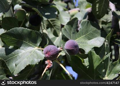 Figs growing on a tree in the Provence, France