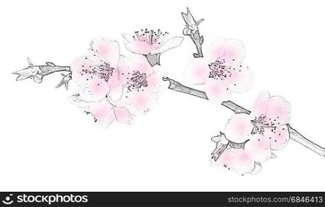 Figure of lonely branch of sakura blossoms