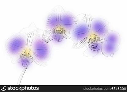 Figure orchids phalaenopsis on a white background