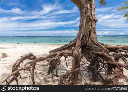 Filao tree at beach near Saint-Paul, La Reunion