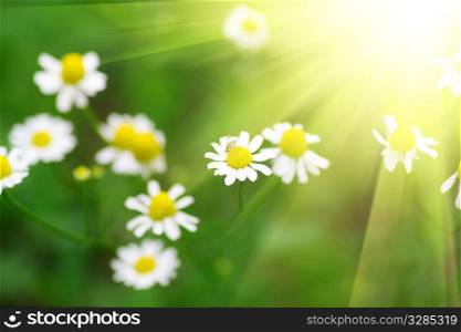 fild of daisys and fresh green grass and sunlight