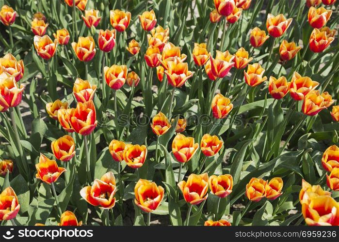 filed of red and yellow tluip flowers in holland where the flowers are famous and popular for export. field of red and yellow tulips in holland. field of red and yellow tulips in holland