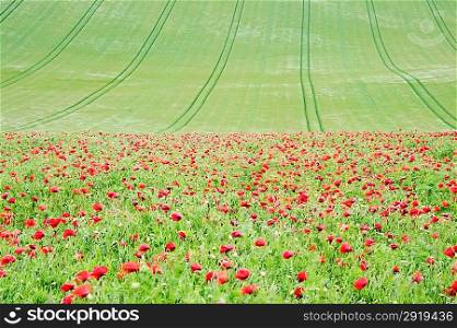 Filed of wild poppies in agricultural fields landscape