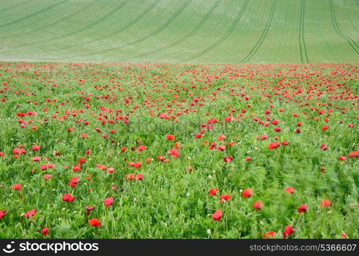 Filed of wild poppies in agricultural fields landscape