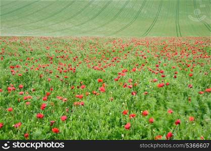 Filed of wild poppies in agricultural fields landscape