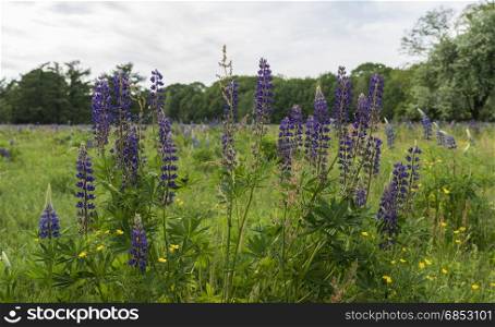 fileld with blue pink lupine flowers