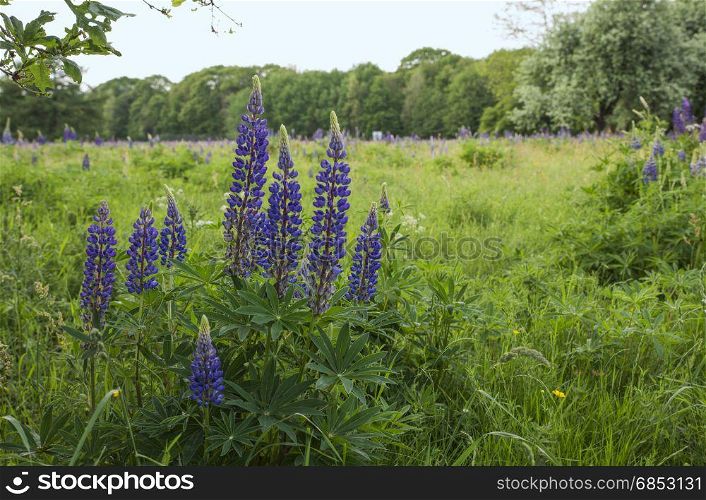 fileld with blue pink lupine flowers