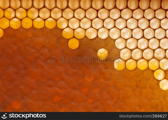 Filled, waxed honeycombs with fresh organic honey. Macro photo. Next Generation Concept or Network Generation.Flat lay. Fresh organic honey in wax comb. Macro photo of organic product. Flat lay