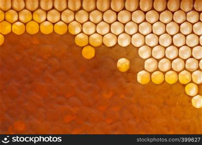 Filled, waxed honeycombs with fresh organic honey. Macro photo. Next Generation Concept or Network Generation.Flat lay. Fresh organic honey in wax comb. Macro photo of organic product. Flat lay