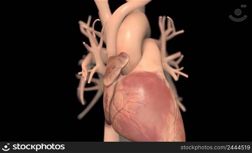 Filling the chamber of the heart with oxygen 3d illustration. Filling the chamber of the heart with oxygen