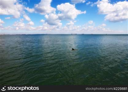 fin of dolphin in Black Sea in Crimea. country Ukraine