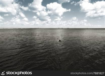 fin of dolphin in Black Sea in Crimea. country Ukraine