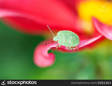 Final-stage nymph of green shield bug (Palomena prasina) crawling along the pink petal, macro, shallow dof