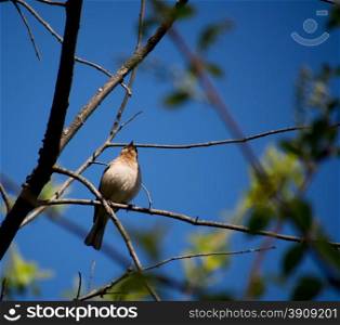 Finch in the Forest