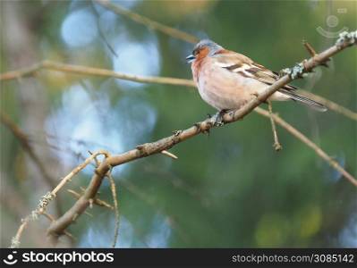 finch on tree branches in forest