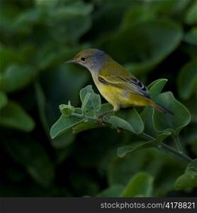 Finch perching on a branch, Santa Cruz Island, Galapagos Islands, Ecuador