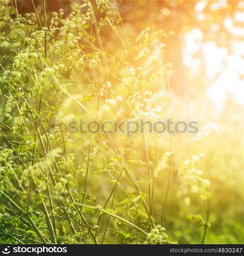 Fine art, dreamy forest, field of wild frowers, abstract floral background, bright sun light, autumn season, beautiful nature
