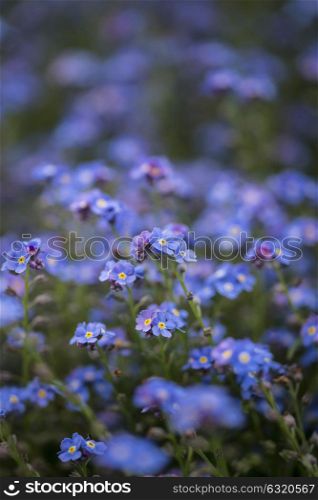 Fine art image of forget-me-not Myosotis Scorpioides phlox flower in Spring overflowing from vintage planter box
