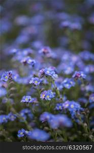 Fine art image of forget-me-not Myosotis Scorpioides phlox flower in Spring overflowing from vintage planter box